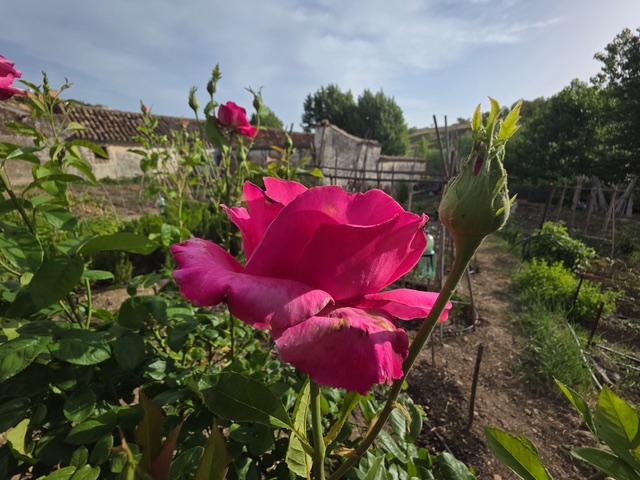 Rose in her new home. Photo © Karethe Linaae